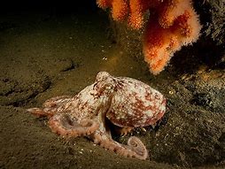 Image result for Horned Octopus