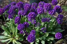 Image result for Primula denticulata Blue Select