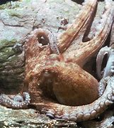 Image result for Octopus Mantle