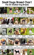 Image result for Best Small Dog Breeds List