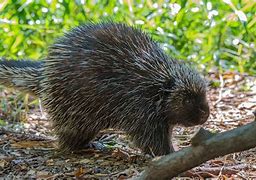 Image result for American Porcupine