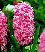 Image result for Pink Pearl Hyacinth Bulbs