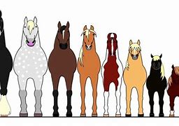 Image result for Horse Breed Size Chart