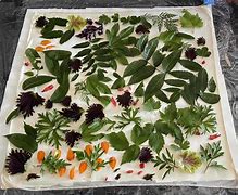 Image result for Eco Print