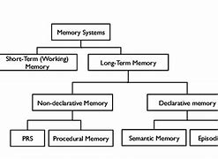 Image result for Human Memory Diagram
