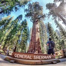 Image result for Most Biggest Tree in the World and Tallest