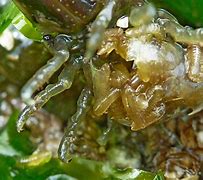 Image result for Marine Isopod