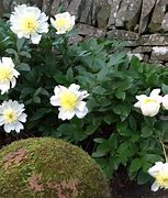 Image result for PAEONIA KRINKLED WHITE