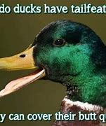 Image result for Funny Duck Memes