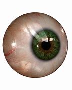 Image result for Funny Eyes with No Background