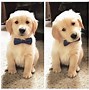 Image result for What Are the Top 10 Cutest Dogs