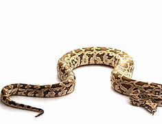 Image result for Biggest Snake in the World Guinness