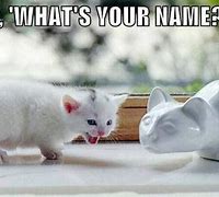 Image result for White Cat Meme