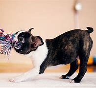 Image result for Chew Proof Dog Toys