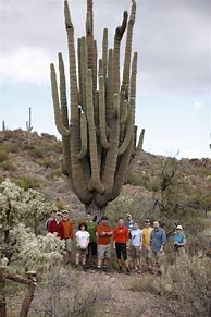 Image result for 20 Foot Tall Saguaro Cactus
