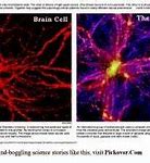 Image result for Brain vs Universe