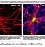 Image result for Brain Cell Universe
