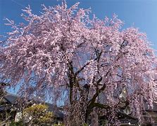 Image result for Cherry Tree Japan