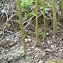 Image result for Planting a Corkscrew Willow