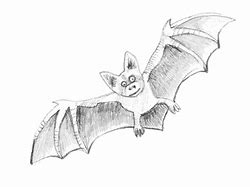 Image result for Bat Sketch Drawing