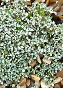 Image result for Raoulia australis Lutescens Group