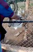 Image result for Graphic. Man Mauled by Tiger