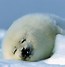 Image result for Funny Cute Animal iPhone Wallpaper