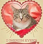 Image result for Funny Cats and Sayings