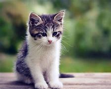 Image result for You're Awesome Cat