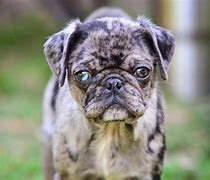 Image result for Pug with Blue Eyes