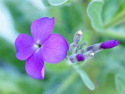 Image result for 4 Petal Purple Flower