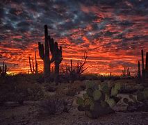 Image result for Cactus Desert Night