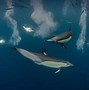 Image result for Common Dolphin