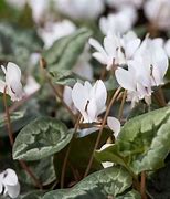 Image result for Cyclamen hederifolium Album