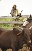 Image result for Fulani Cattle