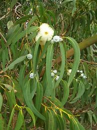 Image result for Eucalyptus Tree Seeds