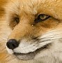Image result for Cool Red Fox