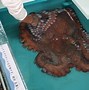 Image result for Octopus Biology