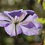 Image result for Clematis Mrs Cholmondeley