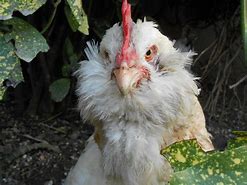 Image result for Coq Blanc