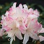 Image result for Rhododendron (AJ) Starstyle Pink