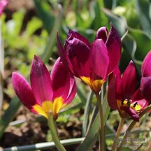 Image result for Tulipa humilis Odalisque