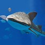 Image result for Japan Aquarium