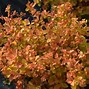 Image result for Spiraea japonica LITTLE FLAME