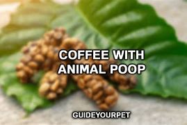 Image result for Bat Poop Coffee