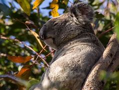Image result for What Animals Eat Koalas