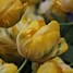 Image result for Tulipa Yellow Pompenette