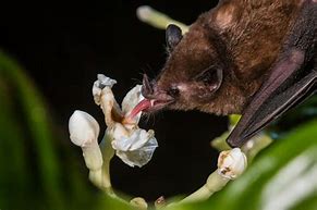 Image result for Tulip Nectar Bat