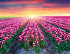 Image result for Tulip Fields Holland Desktop Wallpaper