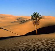 Image result for Arabian Desert